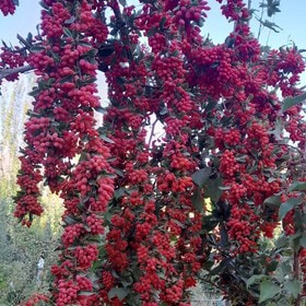 تصویر 2 از خرید زرشک نوبرانه درجه 1 + قیمت فروش استسنایی
